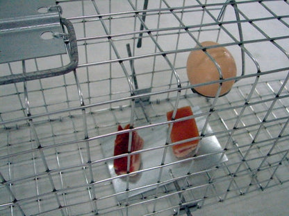 Narvas spąstai 82X20X27