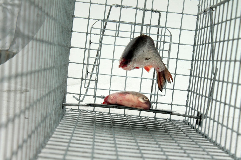 Profesionalus Narvas spąstai 80x34x34 Cm HARDY